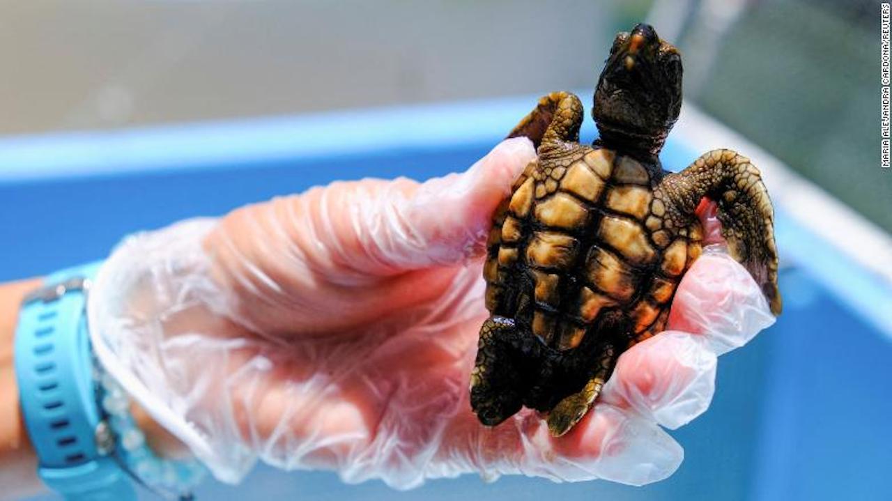 99% of Floridian Sea Turtles Are Now Born Female