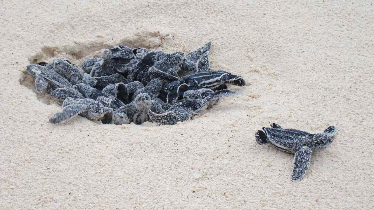 99% of Floridian Sea Turtles Are Now Born Female