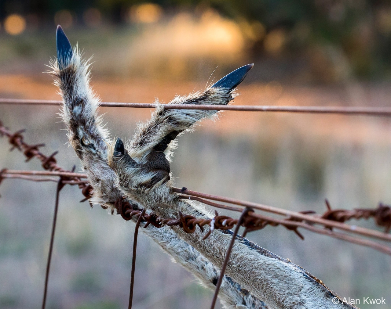 Australian Geographic Nature Photographer of the Year 2022 - Alan Kwok