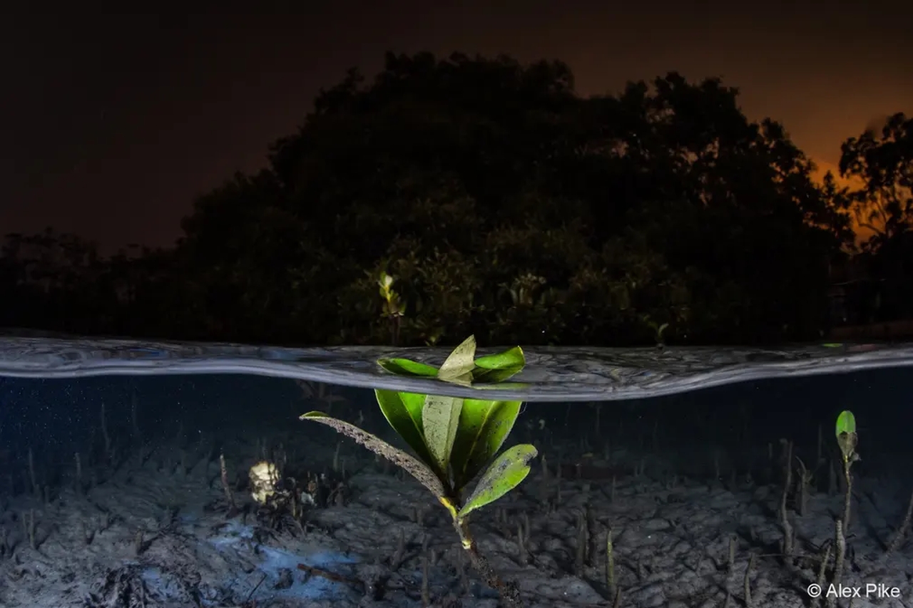 Australian Geographic Nature Photographer of the Year 2022 - Alex Pike