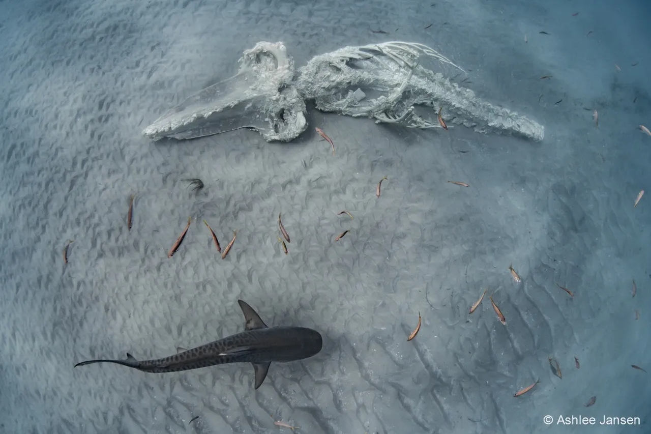 Australian Geographic Nature Photographer of the Year 2022 - Ashlee Jansen