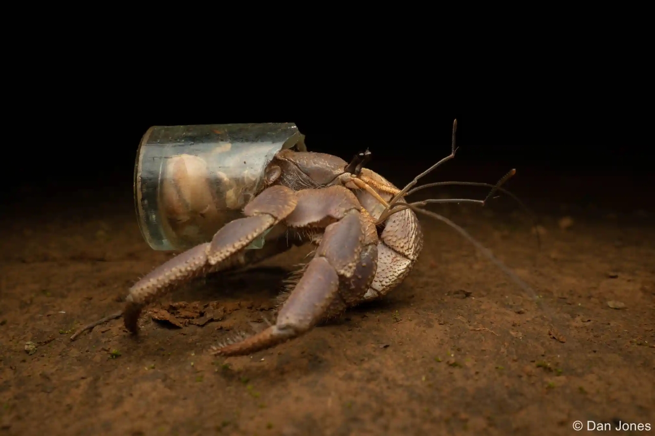 Australian Geographic Nature Photographer of the Year 2022 - Dan Jones