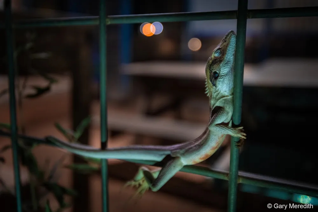 Australian Geographic Nature Photographer of the Year 2022 - Gary Meredith