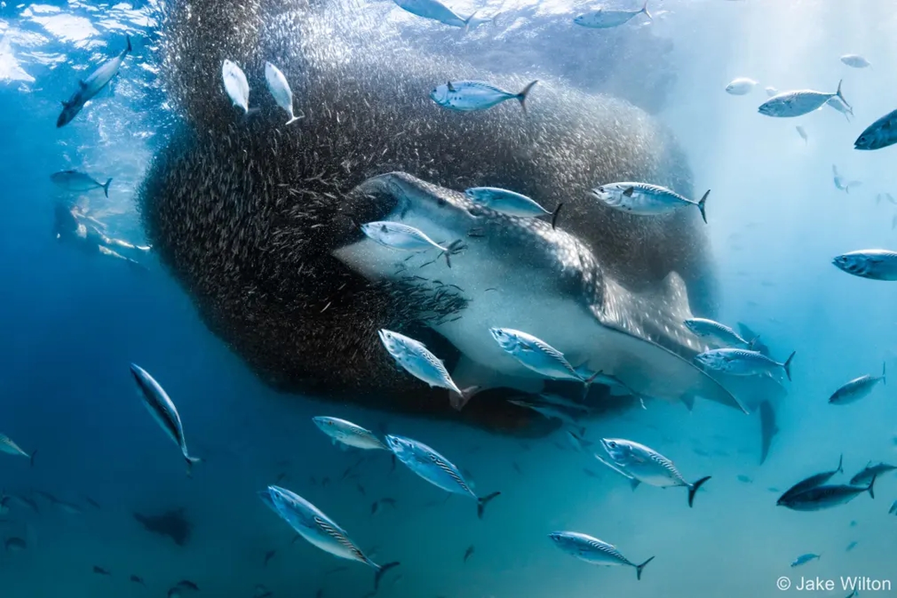 Australian Geographic Nature Photographer of the Year 2022 - Jake Wilton