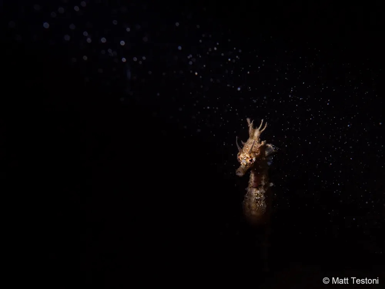 Australian Geographic Nature Photographer of the Year 2022 - Matt Testoni