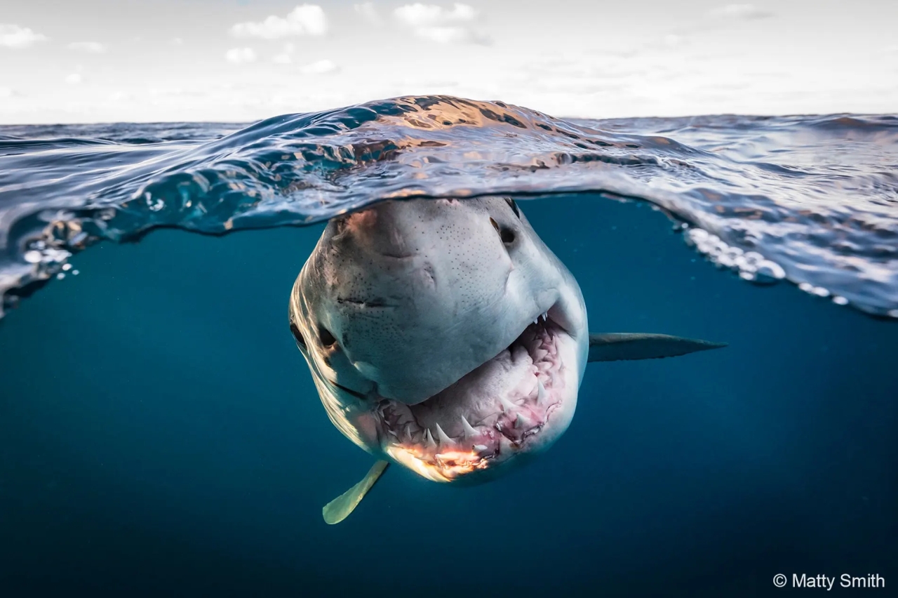 Australian Geographic Nature Photographer of the Year 2022 - Matty Smith