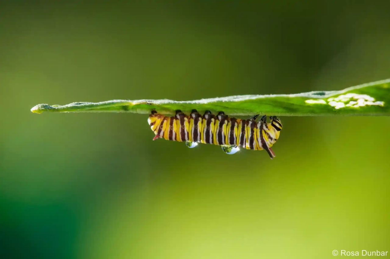 Australian Geographic Nature Photographer of the Year 2022 - Rosa Dunbar