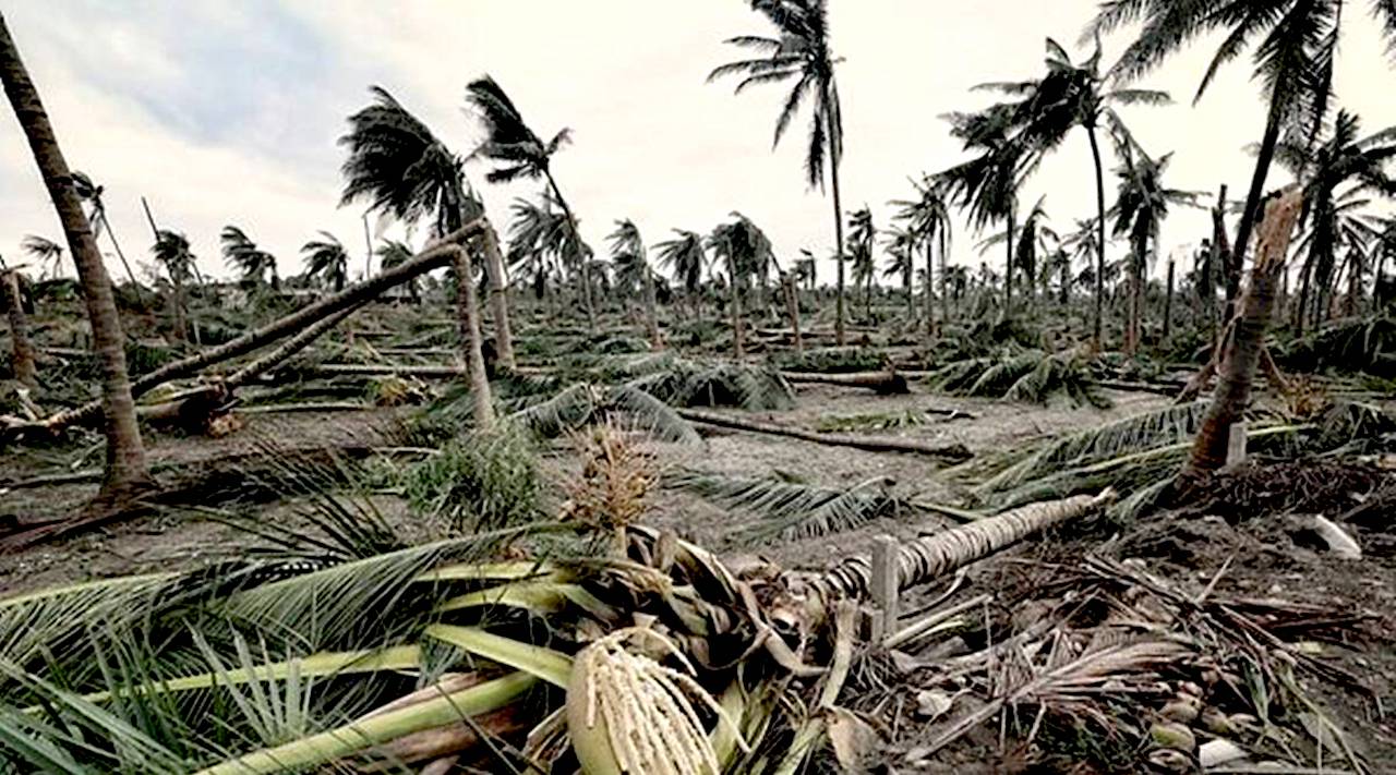 Cyclone Tauktae Uprooted 3.5M Trees in Gir, Experts See Silver Lining 