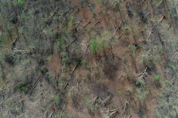 Cyclone Tauktae Uprooted 3.5M Trees in Gir, Experts See Silver Lining