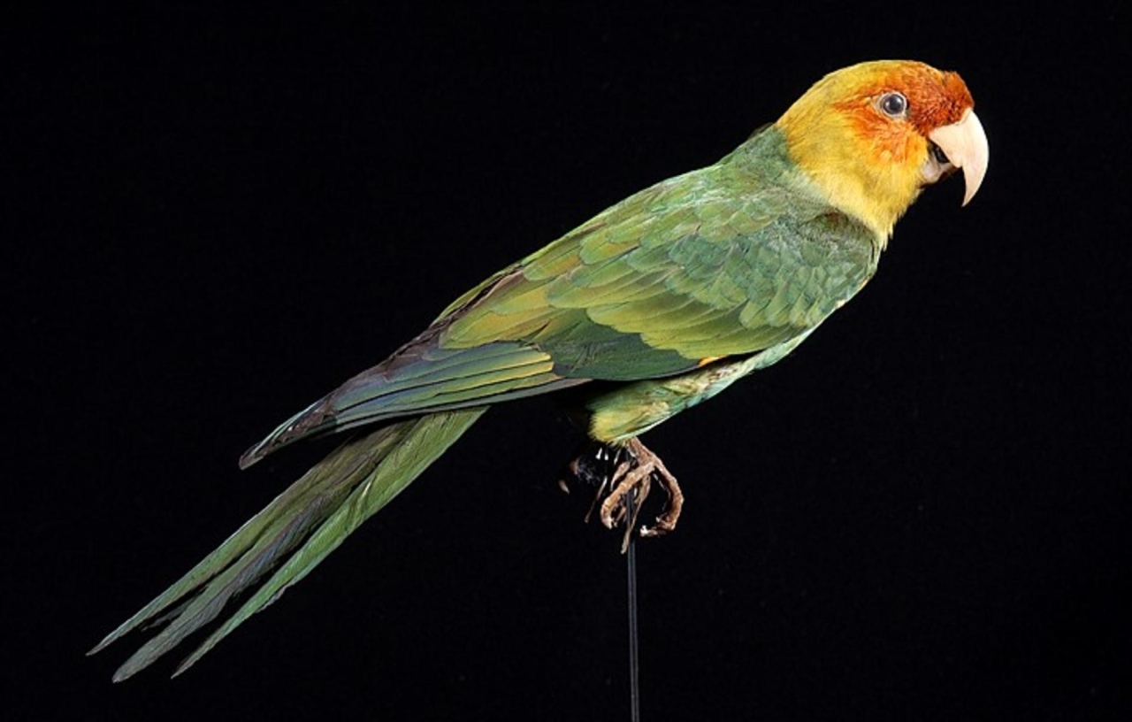 De-Exticntion of Species - Carolina Parakeet