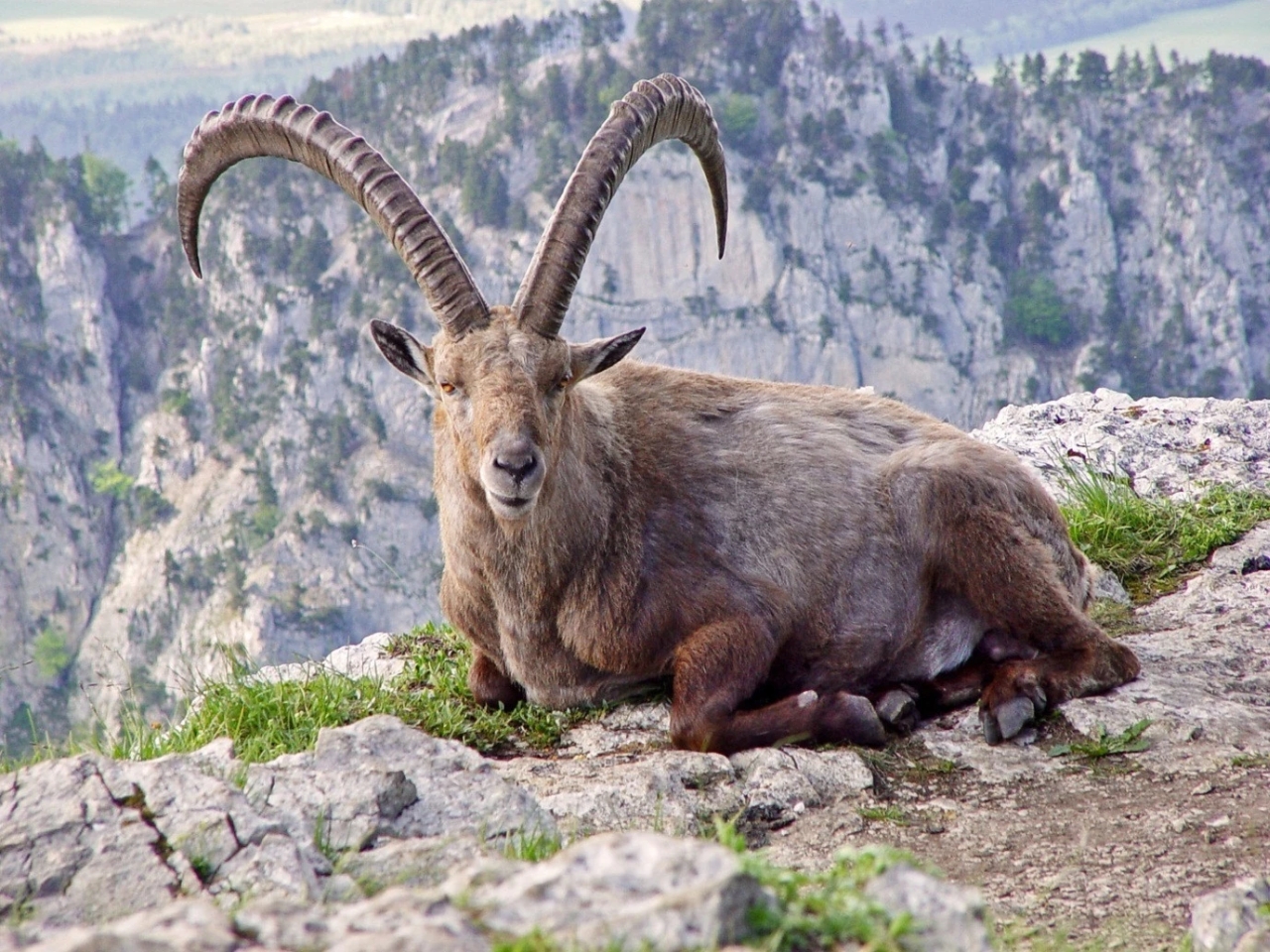 De-Exticntion of Species - Pyrenean Ibex