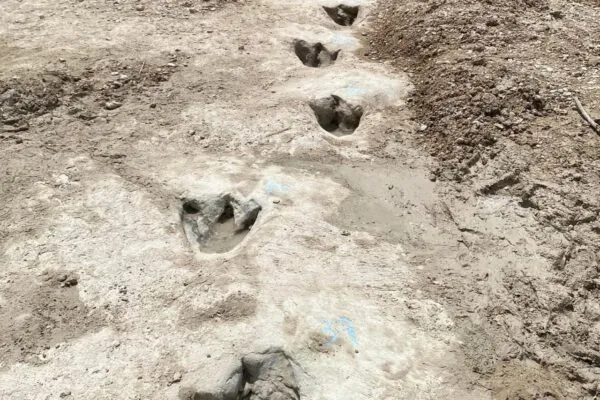 Drought Uncovers Dinosaur Tracks in Dry Texas Riverbed