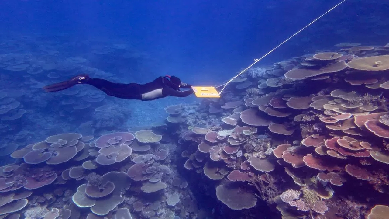 Great Barrier Reef Shows Signs of Recovery