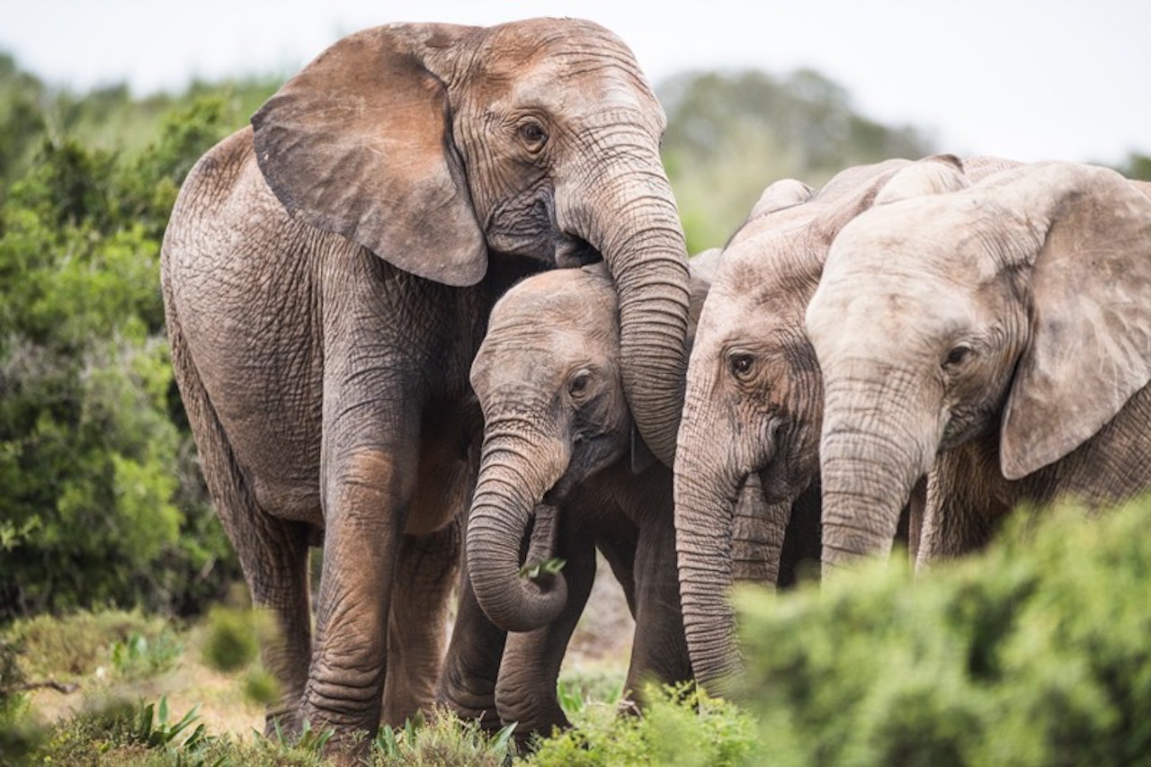 Ivory Poaching Leads to Rapid Evolution of Tuskless Female Elephants