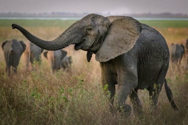 Ivory Poaching Leads to Rapid Evolution of Tuskless Female Elephants