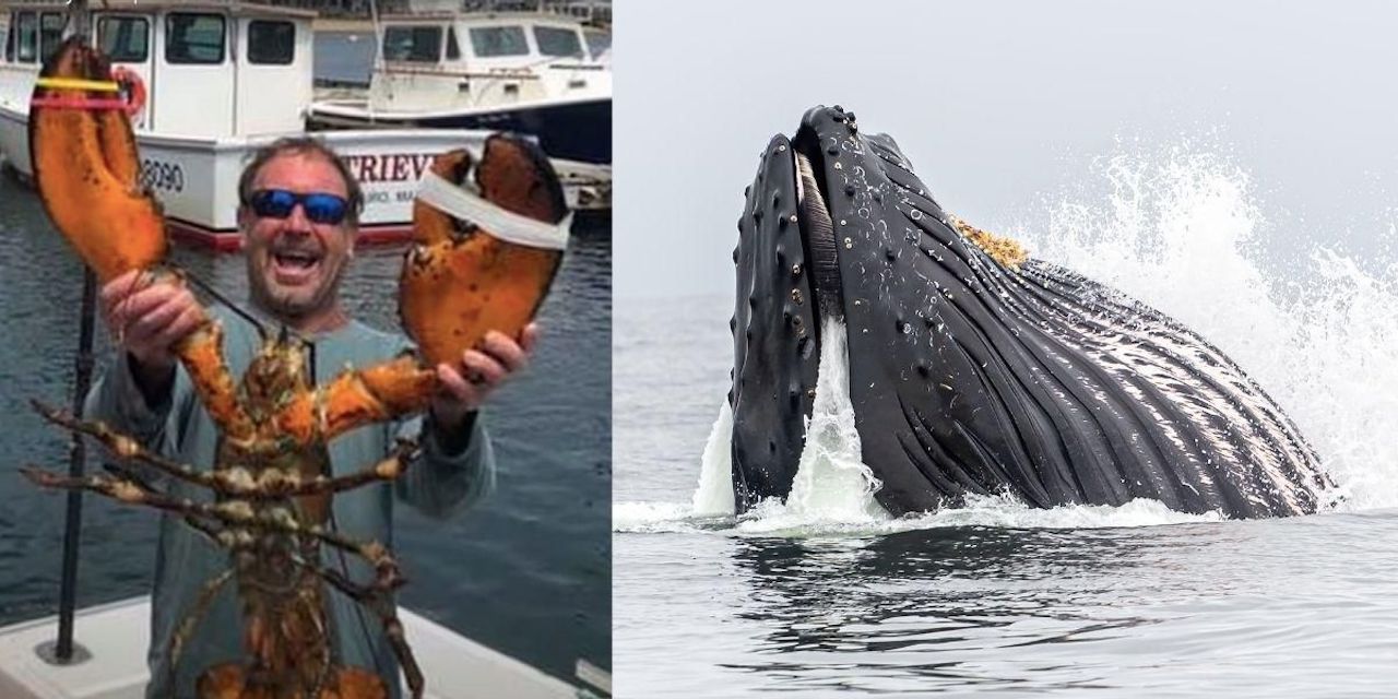 Lobster Diver Survives Nearly Being Swallowed by a Humpback Whale