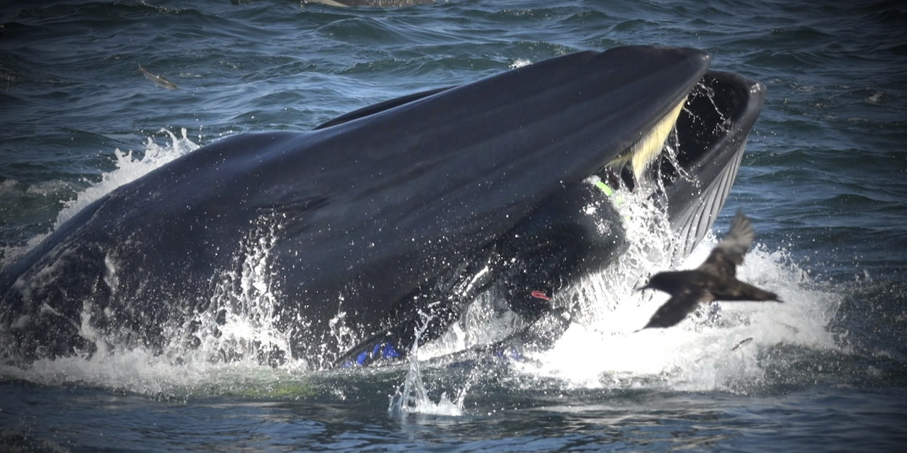 Lobster Diver Survives Nearly Being Swallowed by a Humpback Whale