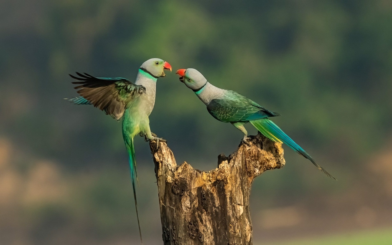 Nature TTL Photographer of the Year 2022 - Achintya Murthy