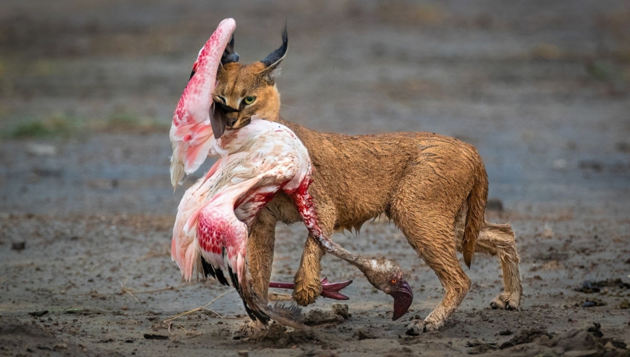 Nature TTL Photographer of the Year 2022 - Dennis Stogsdill