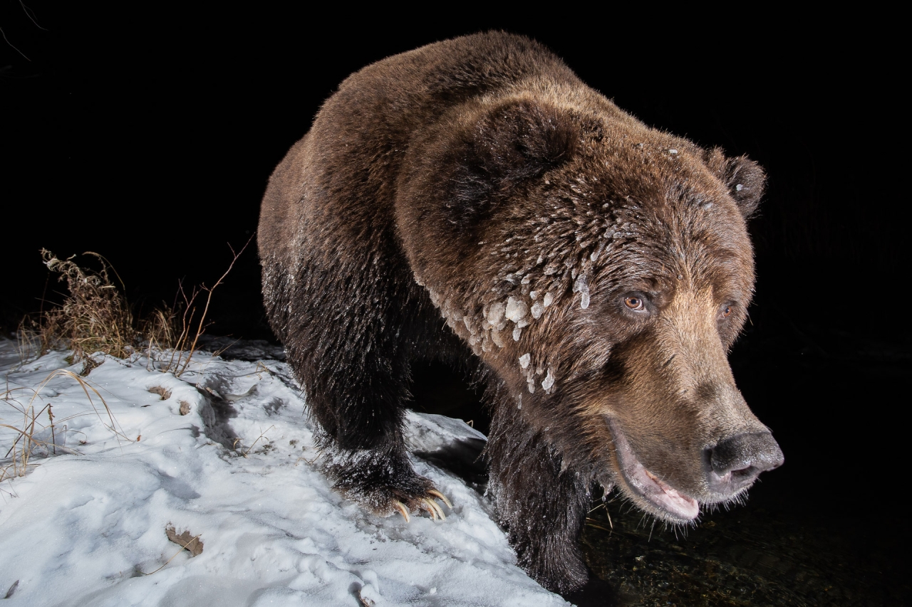 Nature TTL Photographer of the Year 2022 - Geoffrey Reynaud