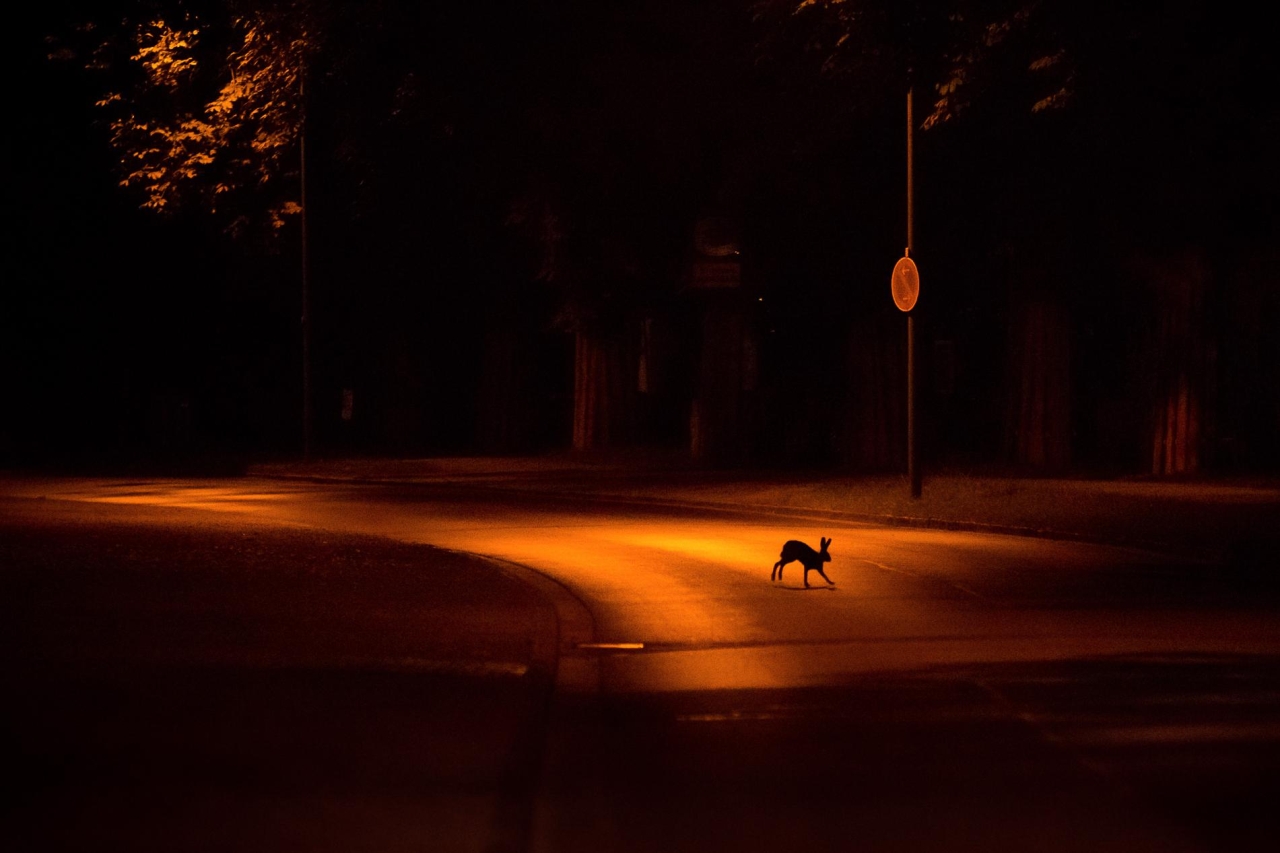 Nature TTL Photographer of the Year 2022 - Jan Piecha