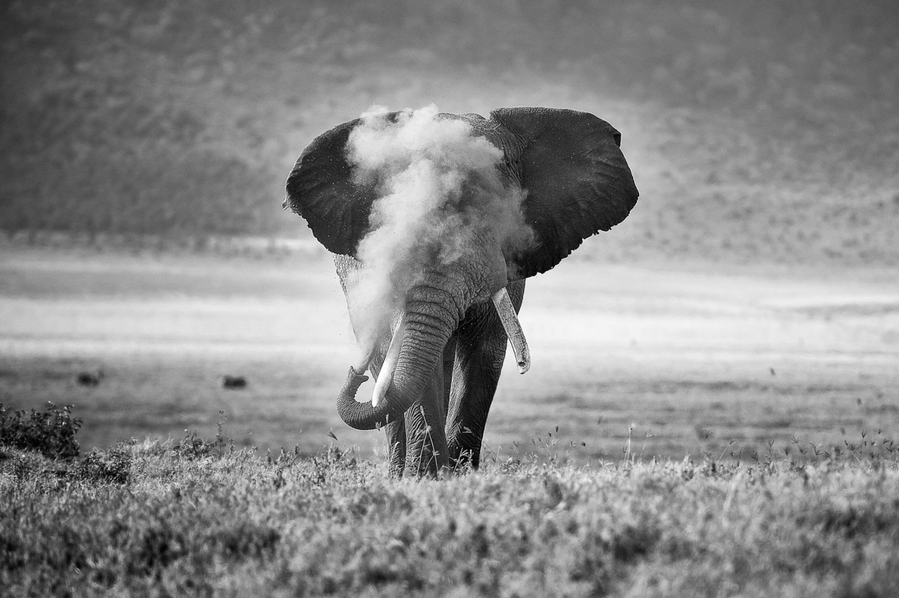 Nature TTL Photographer of the Year 2022 - Michael Snedic