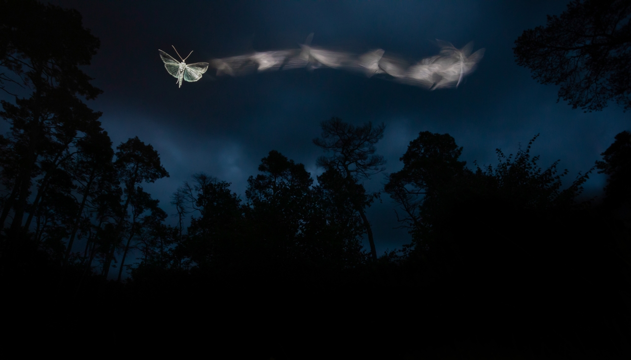 Nature TTL Photographer of the Year 2022 - Tibor Litauszki