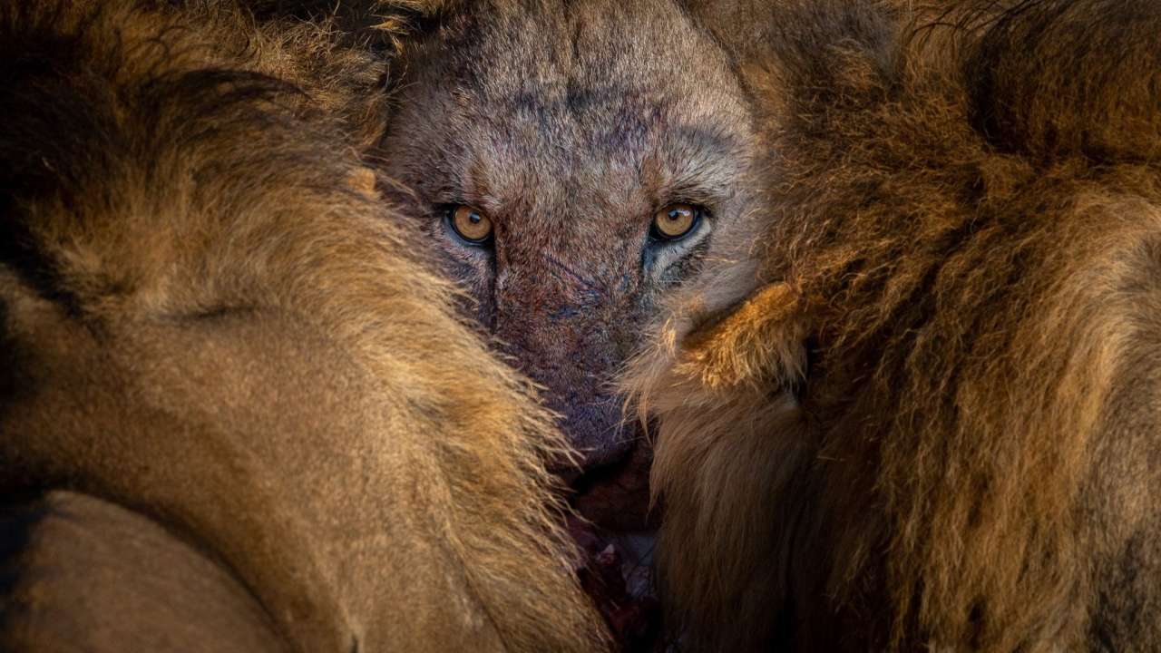 Nature TTL Photographer of the Year 2022 - Tomasz Szpila