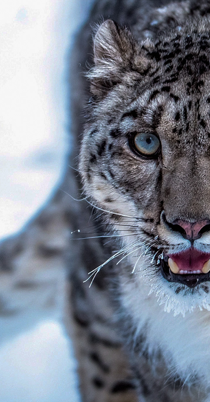 Spot The Snow Leopard In Under 7 Seconds! - Planet Custodian