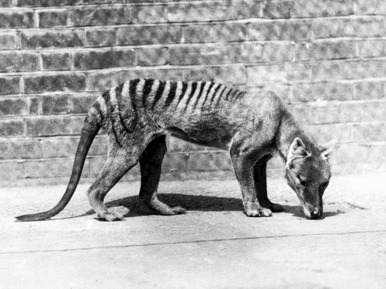 Tasmanian Tiger - De-Extinction of Species