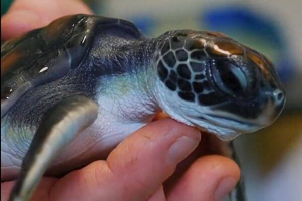 Sydney’s Taronga Zoo Rescued Tiny Turtle with Stomach Full of Plastic