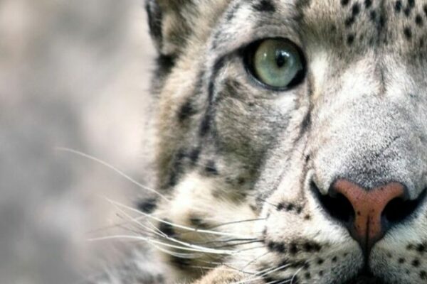 Snow Leopard - Spot The Predator