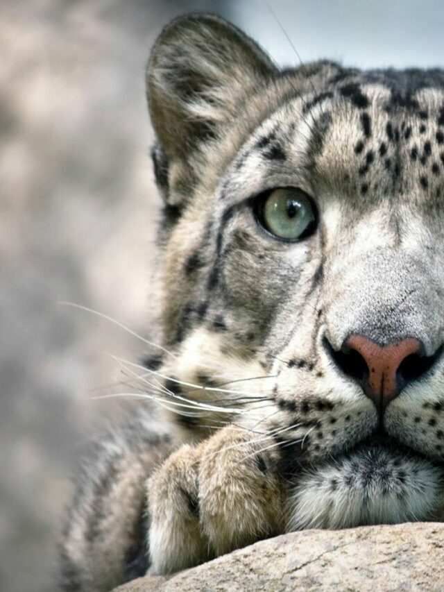 Spot The Snow Leopard In Under 7 Seconds!