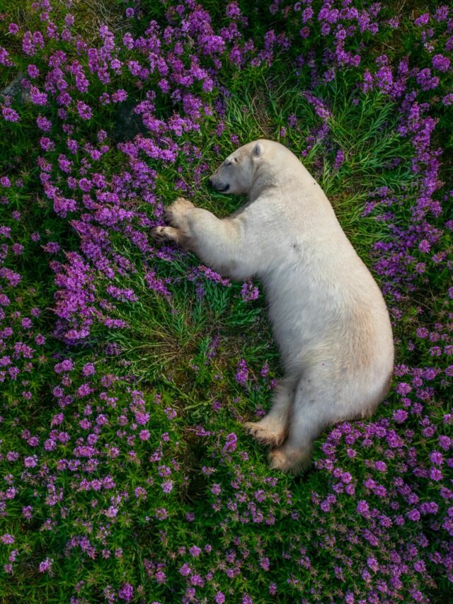 Watch Polar Bears Enjoy The Summer Bloom