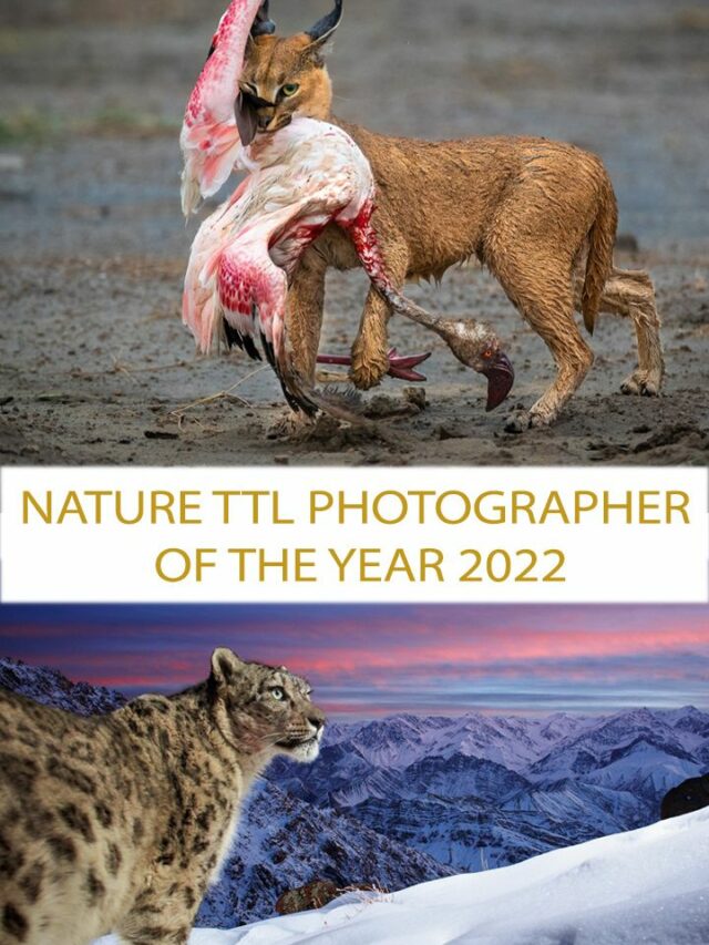 Best Wildlife Photographs You’ll See In 2022