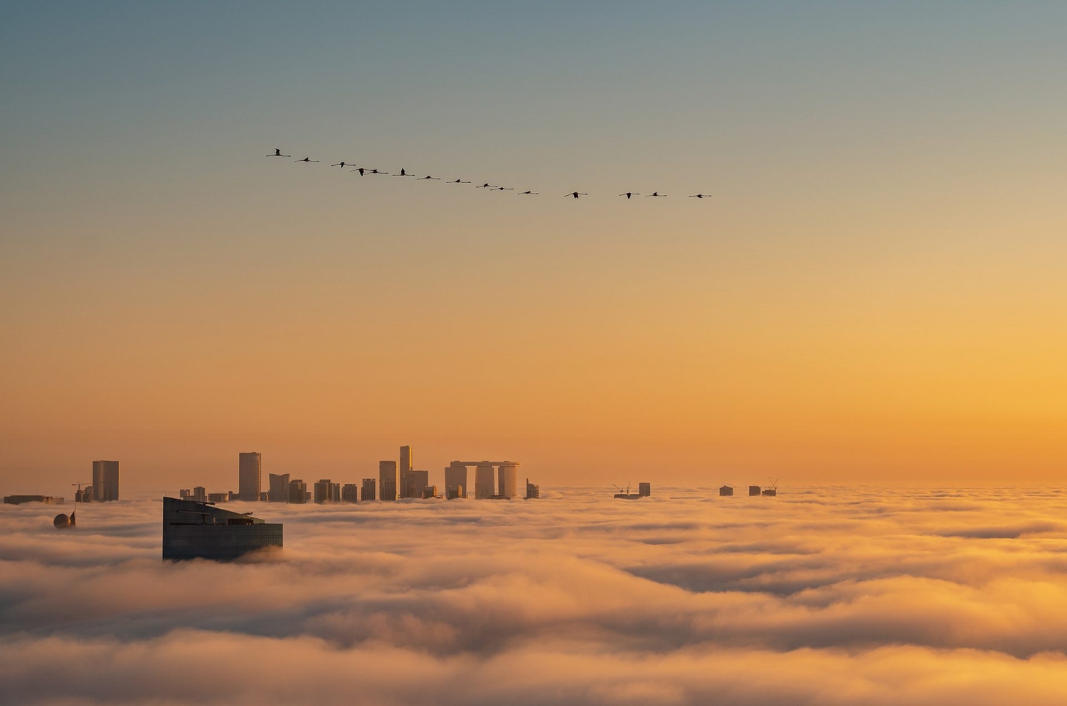 Bird Photographer of the Year 2022 - Ammar Alsayed Ahmed