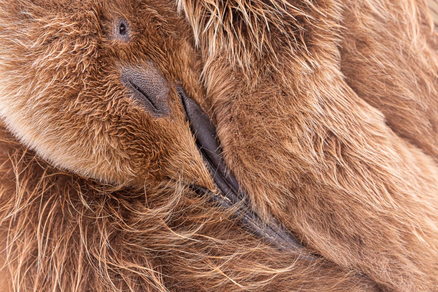 Bird Photographer of the Year 2022 - Andy Pollard