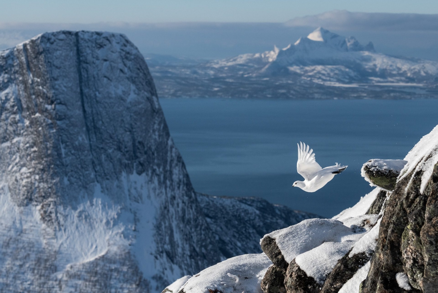 Bird Photographer of the Year 2022 - Erlend Haarberg