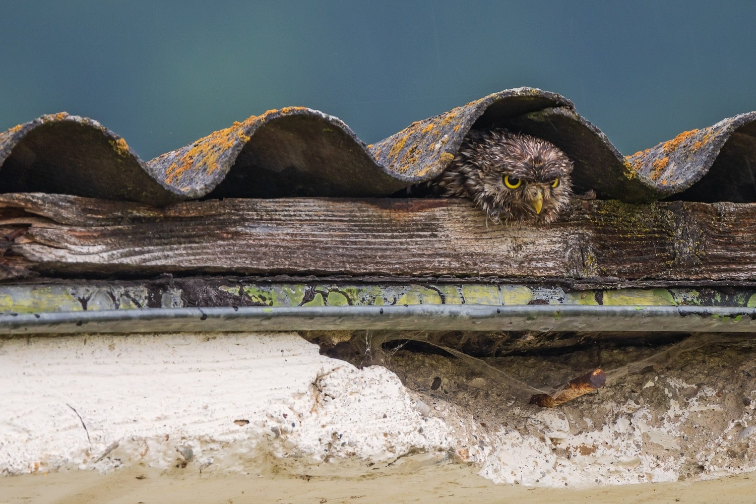 Bird Photographer of the Year 2022 - Laszlo Potozky