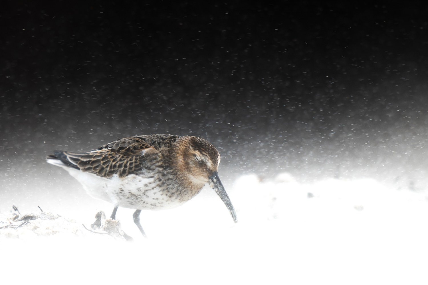 Bird Photographer of the Year 2022 - Levi Fitze