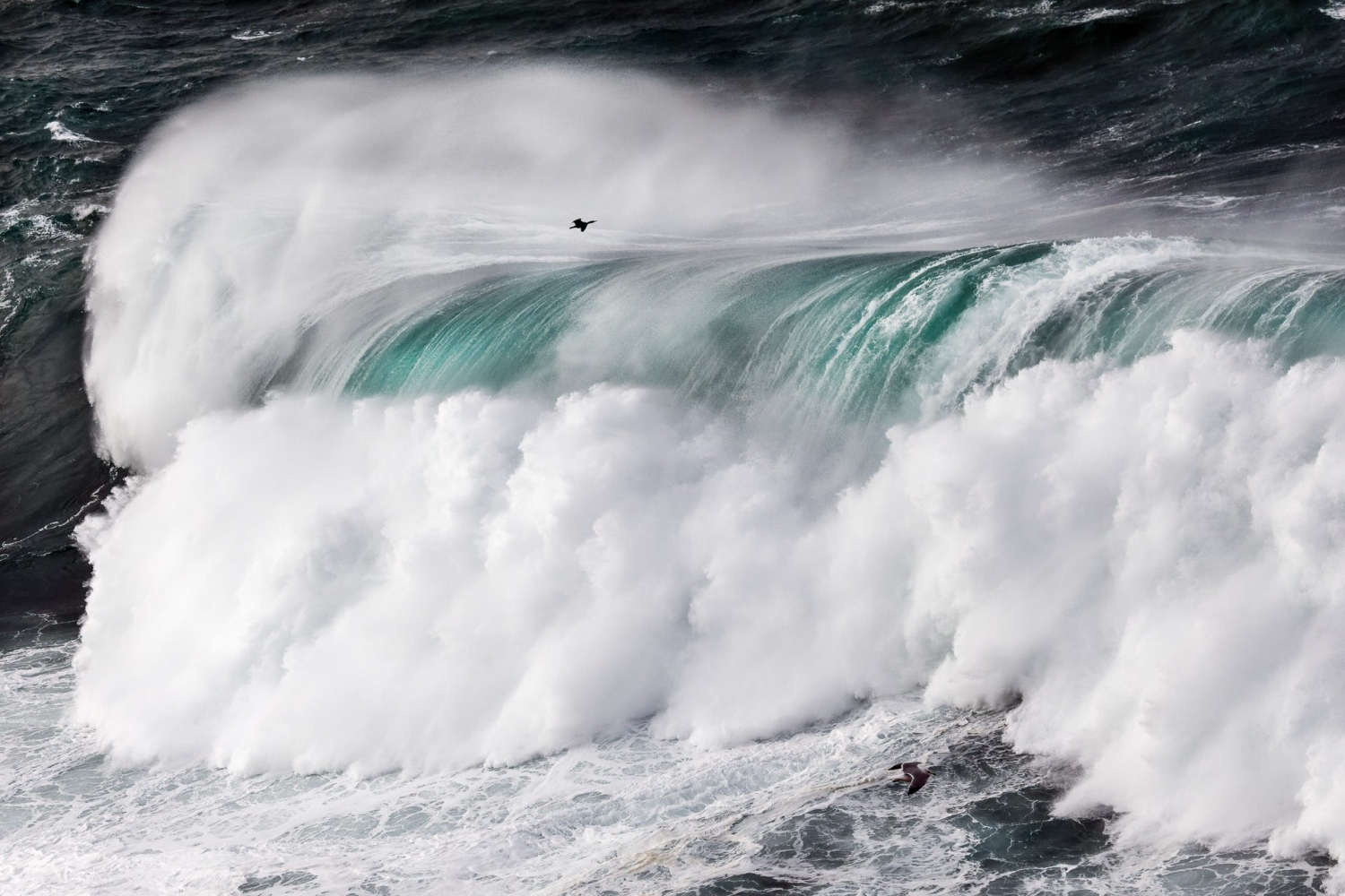 Bird Photographer of the Year 2022 - Mario Suarez Porras