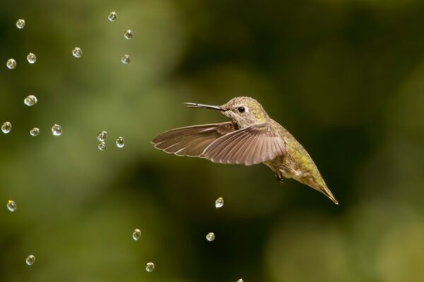 Bird Photographer of the Year 2022 - Parham Pourahmad