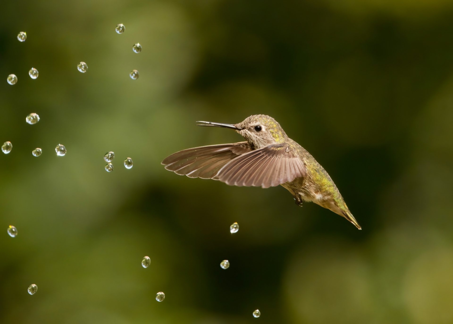 Bird Photographer of the Year 2022 - Parham Pourahmad