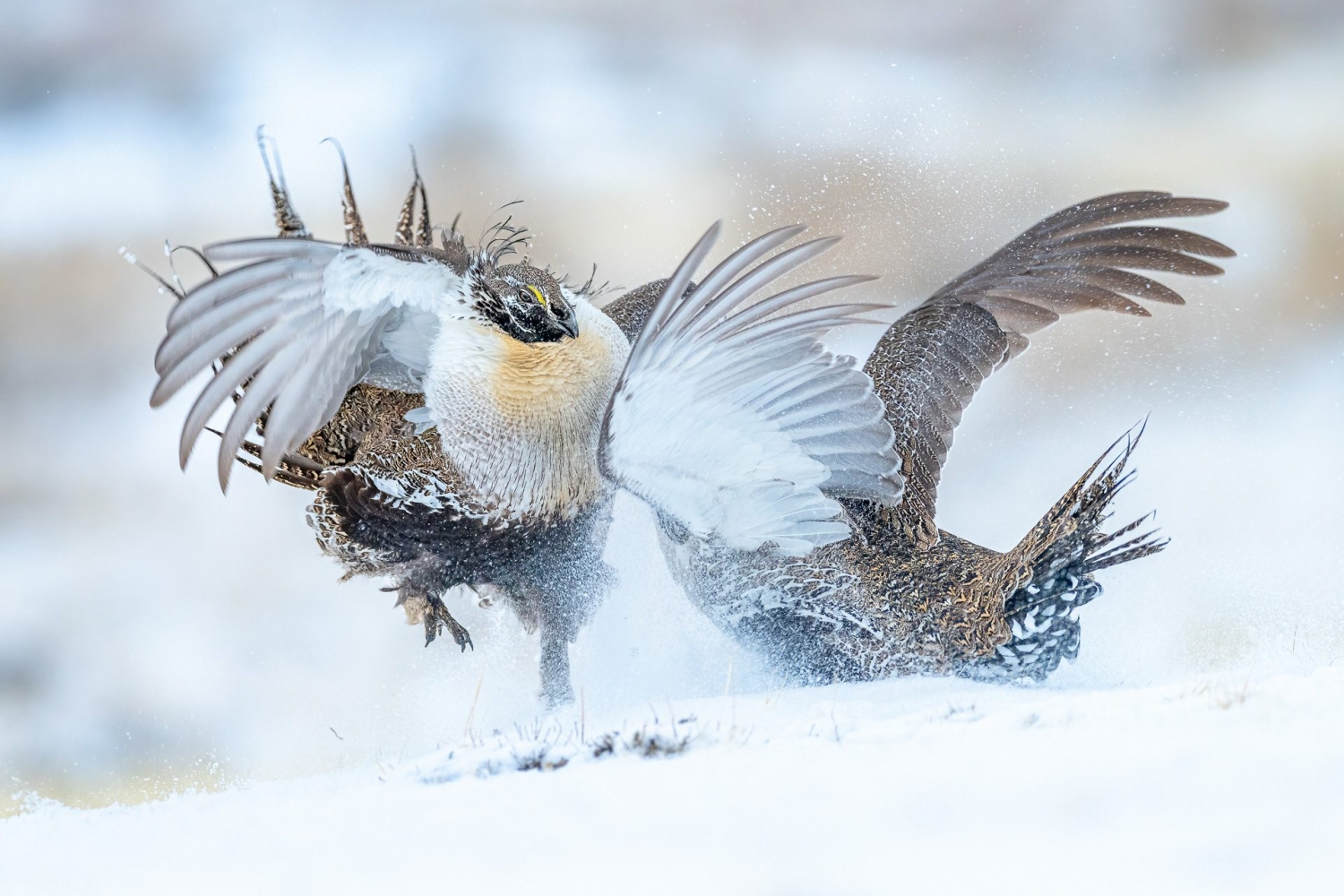 Bird Photographer of the Year 2022 - Peter Ismert-1