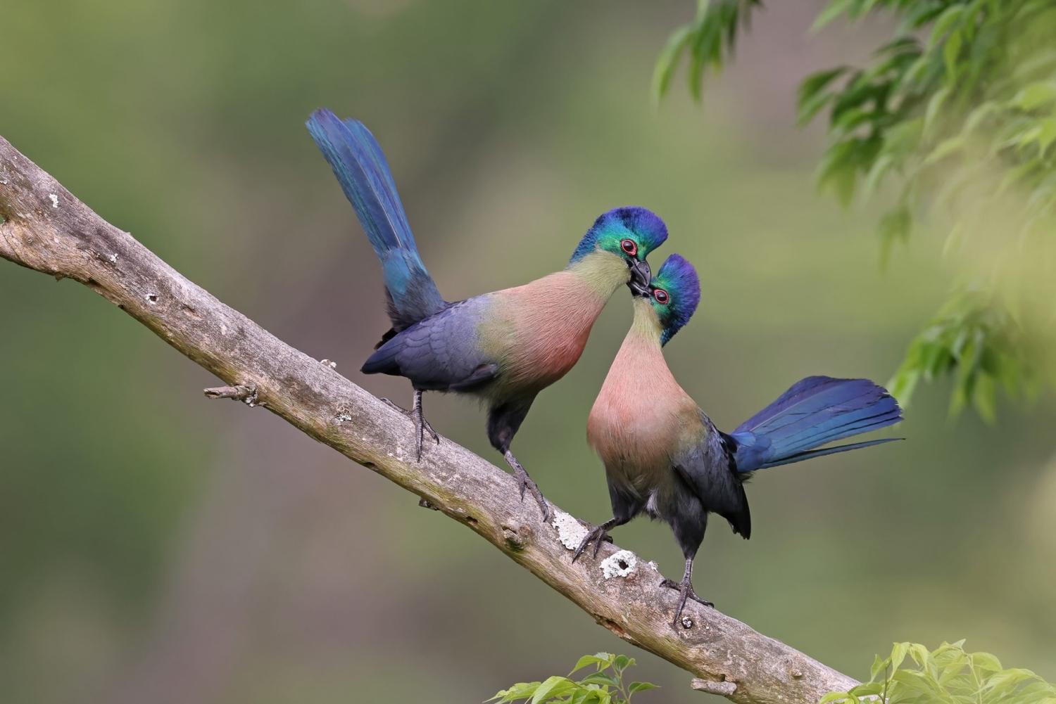 Bird Photographer of the Year 2022 - Richard Flack