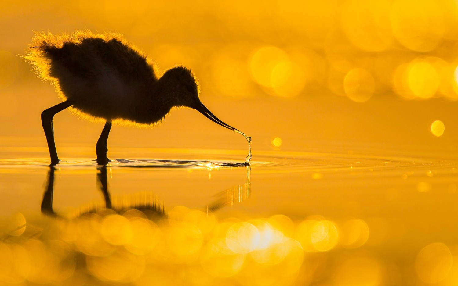 Bird Photographer of the Year 2022 - Tamás Koncz-Bisztricz