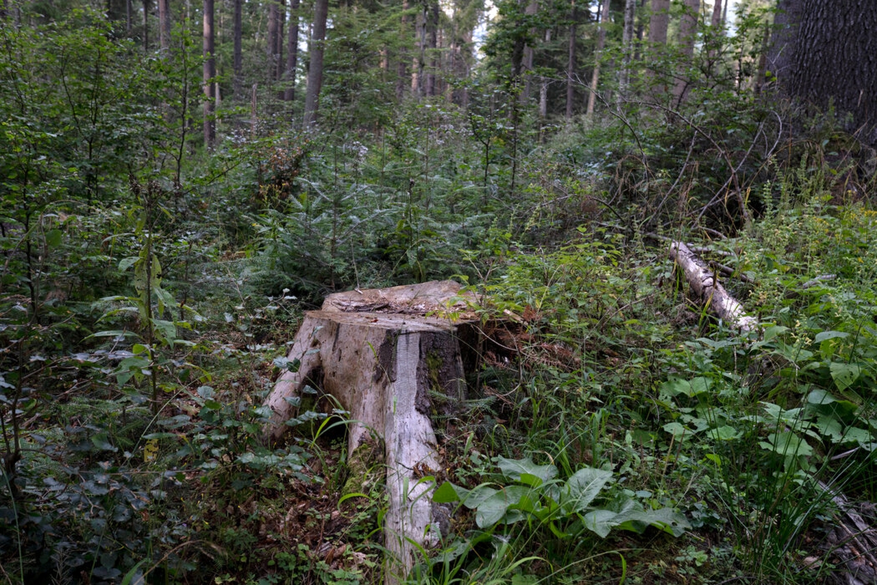 Europe is Cutting Ancient Forests to Deal With Energy Crisis