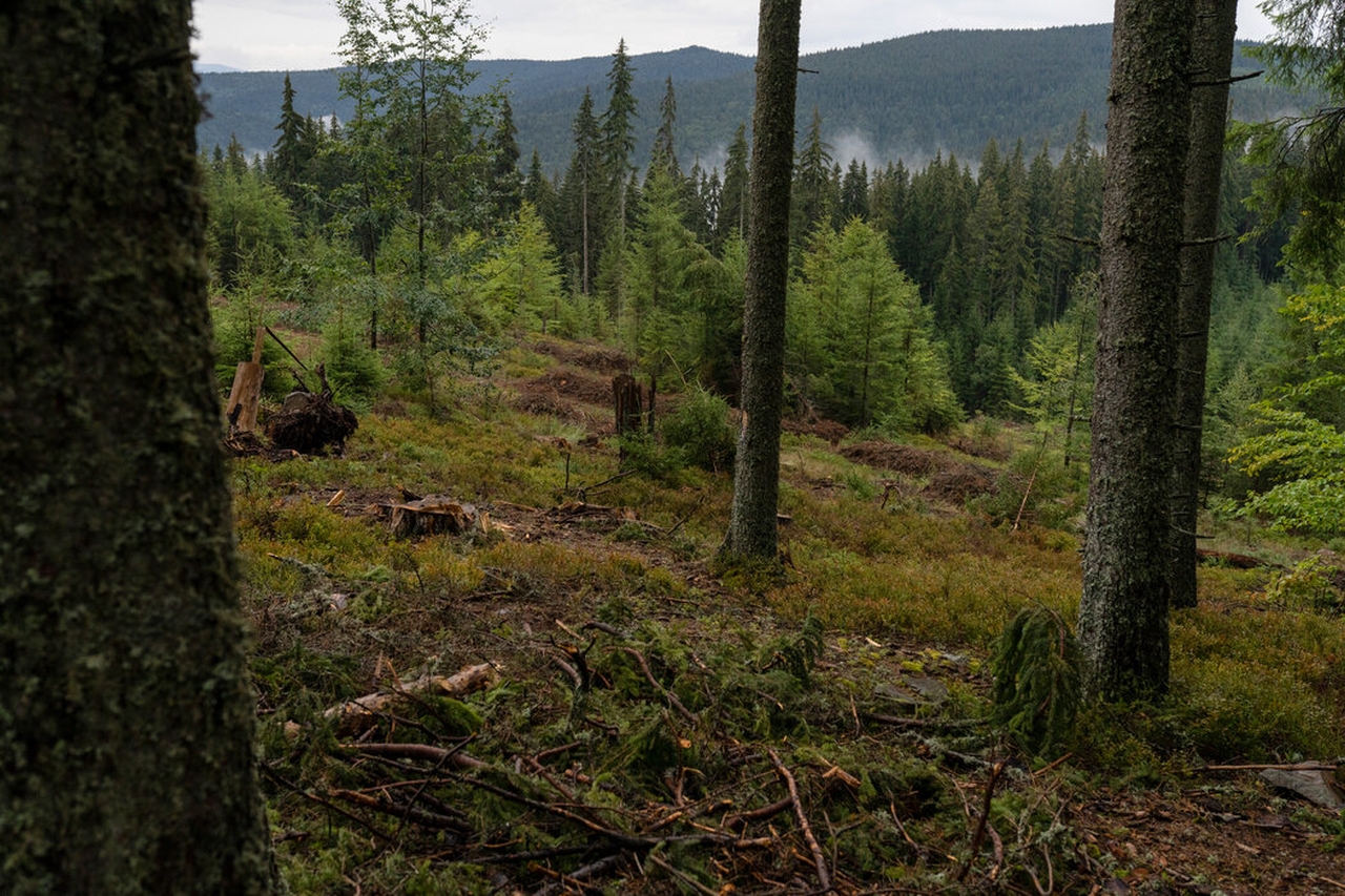 Europe is Cutting Ancient Forests to Deal With Energy Crisis