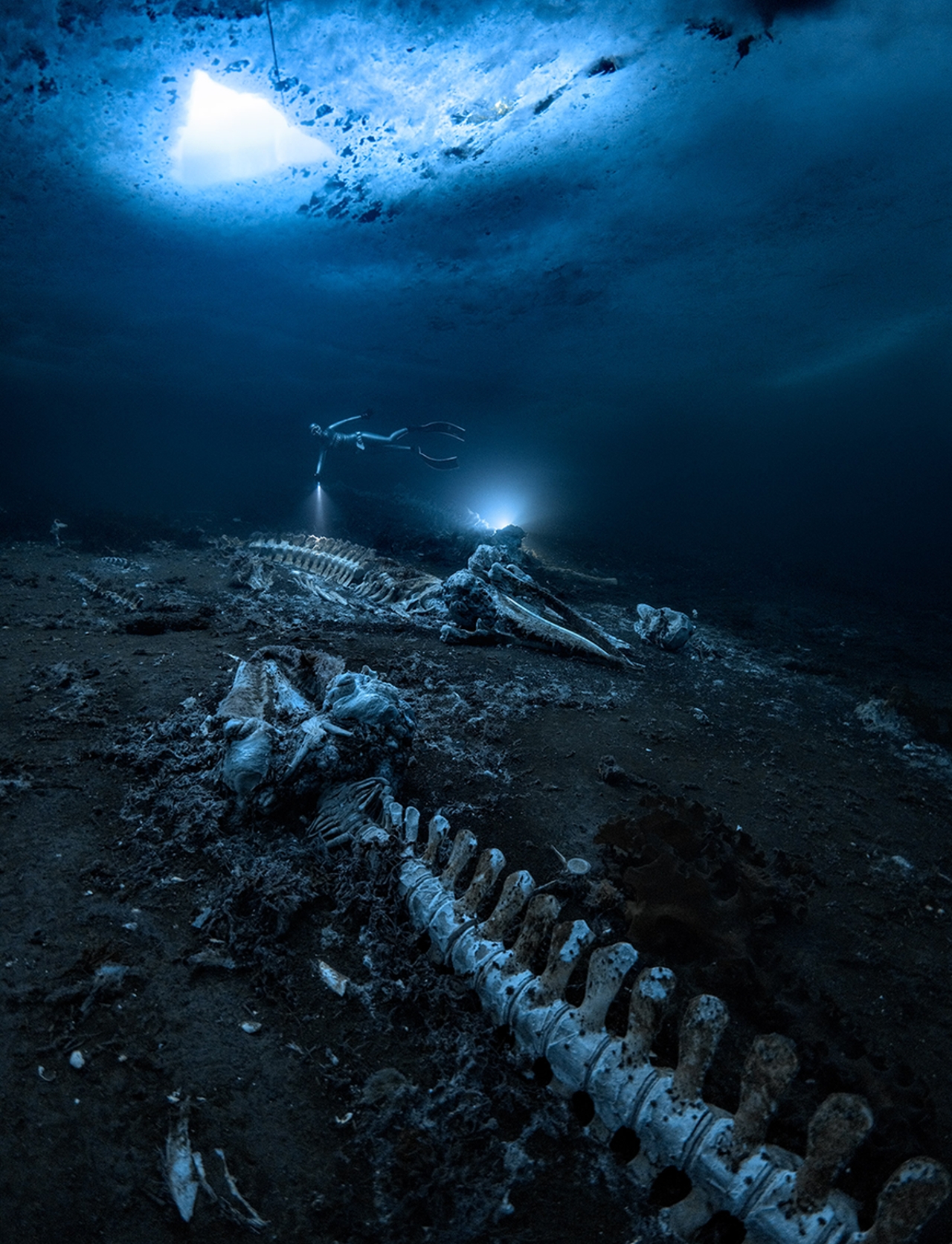 Winners of Scuba Diving's 2022 Underwater Photo Contest - Alex Dawson