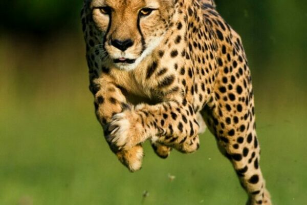 Running Cheetah chasing prey